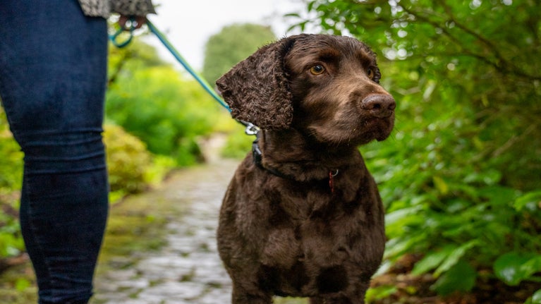 A dog enjoys a walk on a short lead at Hidcote